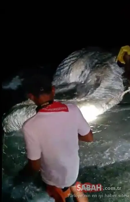 210 yıllık mitolojik canavar kıyıya vurdu! Dünyayı şoke eden olay