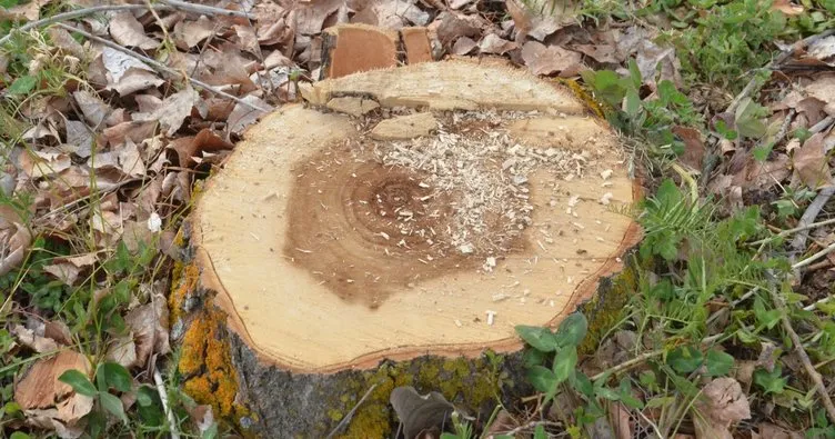 Kayseri’de mahallelinin ağaç isyanı! Sulama kooperatifi bin ağacı kesti