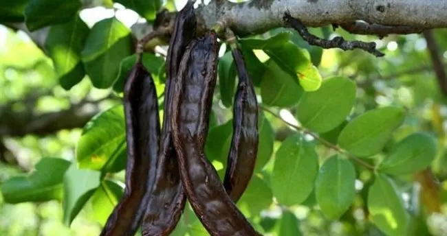 Keciboynuzunun Faydalari Nelerdir Zayiflatir Mi Keciboynuzu Pekmezi Kilo Aldirir Mi Son Dakika Haberler