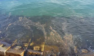 Marmara Denizi çevresinde denizanası ölümleriyle ilgili son dakika açıklaması