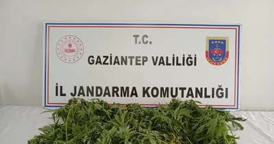 Kenevir operasyonunda 9 gözaltı