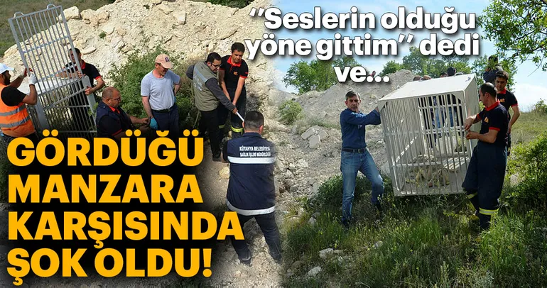 3 metrelik inşaat çukurunun içinde bulunan kurt kurtarıldı