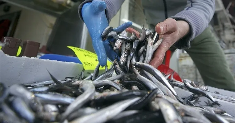 Hamsi ihracatı 13 milyon 745 bin 45 dolara yükseldi