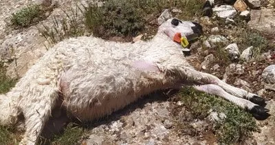 Sivas’ta yıldırım isabet eden 38 koyun telef oldu
