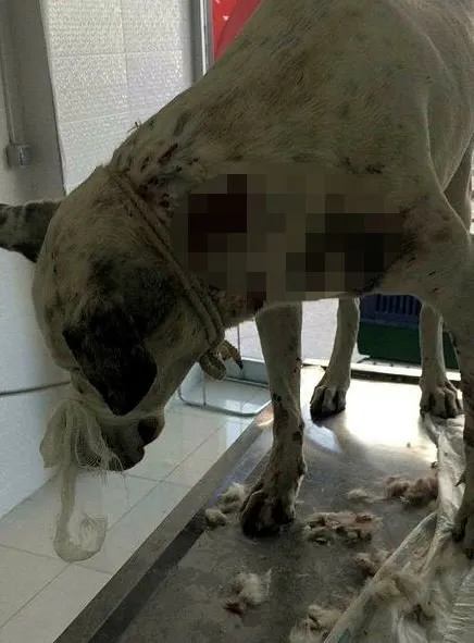 Yaralı köpeğin röntgen filmini görenler şoke oldu!