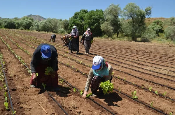 musta-gecimlerini-tutunle-saglayan-ciftciler-ekime-basladi-1751028238619.jpg