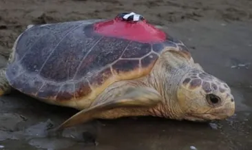 Caretta Caretta Tuba Hırvatistan’da