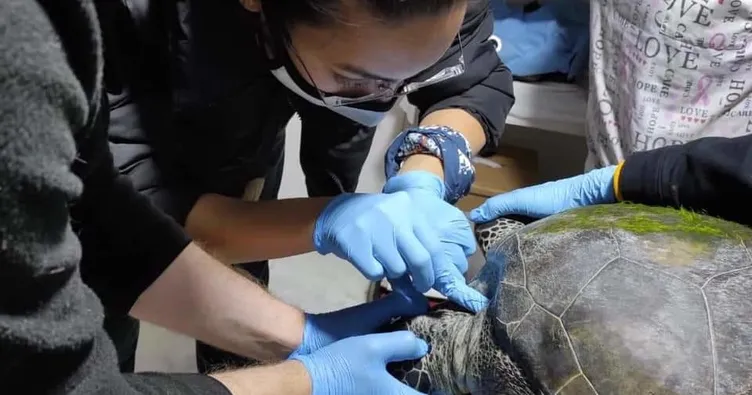 ’Berg’ isimli deniz kaplumbağası öldü