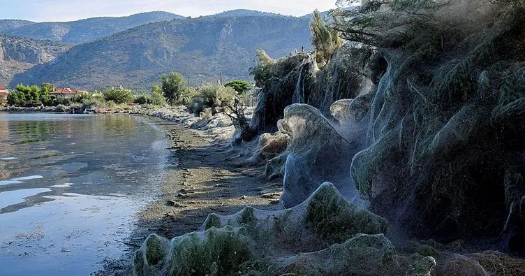 Komşu’da örümcekler ölüm partisinde