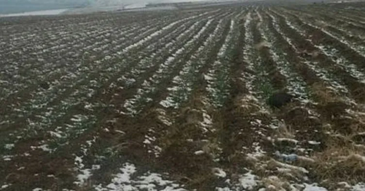 Bitlis Tatvan’da buğday ekimi yapılan alanlarda kontroller yapıldı