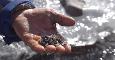 Nehirden günde 500 gram altın çıkarıyorlar! Eksi 40 dereceye aldırmıyorlar