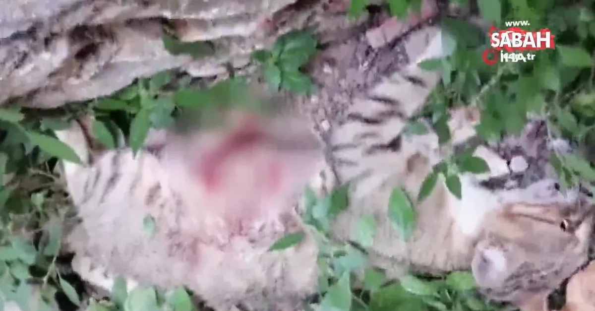 bursa nin iznik ilcesinde pitbull cinsi kopege parcalatilan hamile kedi oldu