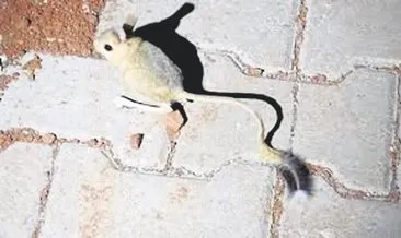 ’Kanguru faresı’ Ankara’da görüntülendi