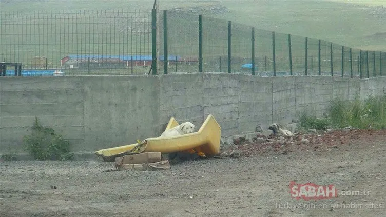 Son dakika.. Barınak değil, ölüm kampı! Kars belediyesi açıklama yaptı