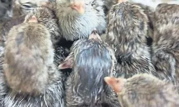 Yeni yılın ilk kınalı keklikleri