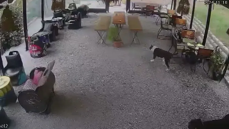 Avcılar’da pitbull dehşeti! Önce bana sonra da…