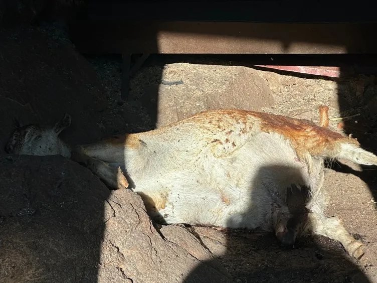 Ölümle burun buruna gelen köylüler dehşet anlarını SABAH’a anlattı! 4 gün boyunca cehennemi yaşadık