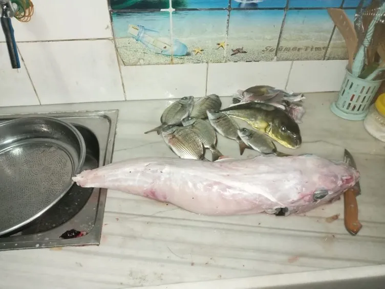 Balon balığı yiyen aile ölümden dönmüştü! Uzmanlardan korkutan açıklama: En zehirli iki türü…