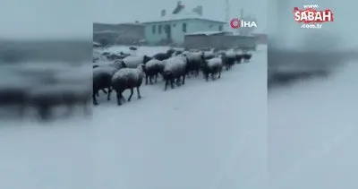 Iğdır’ın yüksek kesimlerindeki köylere kar yağdı | Video