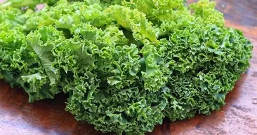 Kıvırcık salata doğurganlığı artırıyor