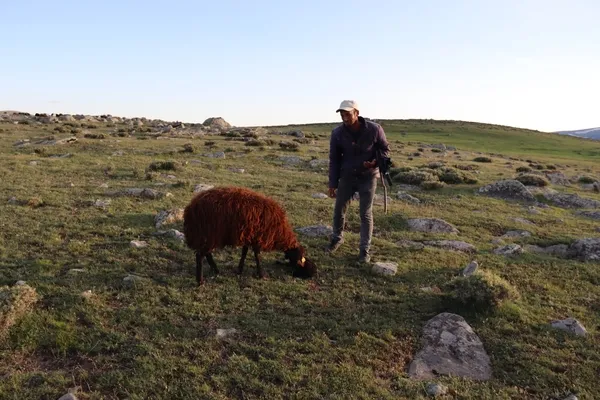 igdirli-coban-yaylada-dogan-kuzuyu-koye-goturmek-icin-kilometrelerce-yol-kat-etti-1687700671904.jpg
