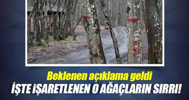Belgrad Ormanı’nda işaretlenen ağaçların sırrı çözüldü