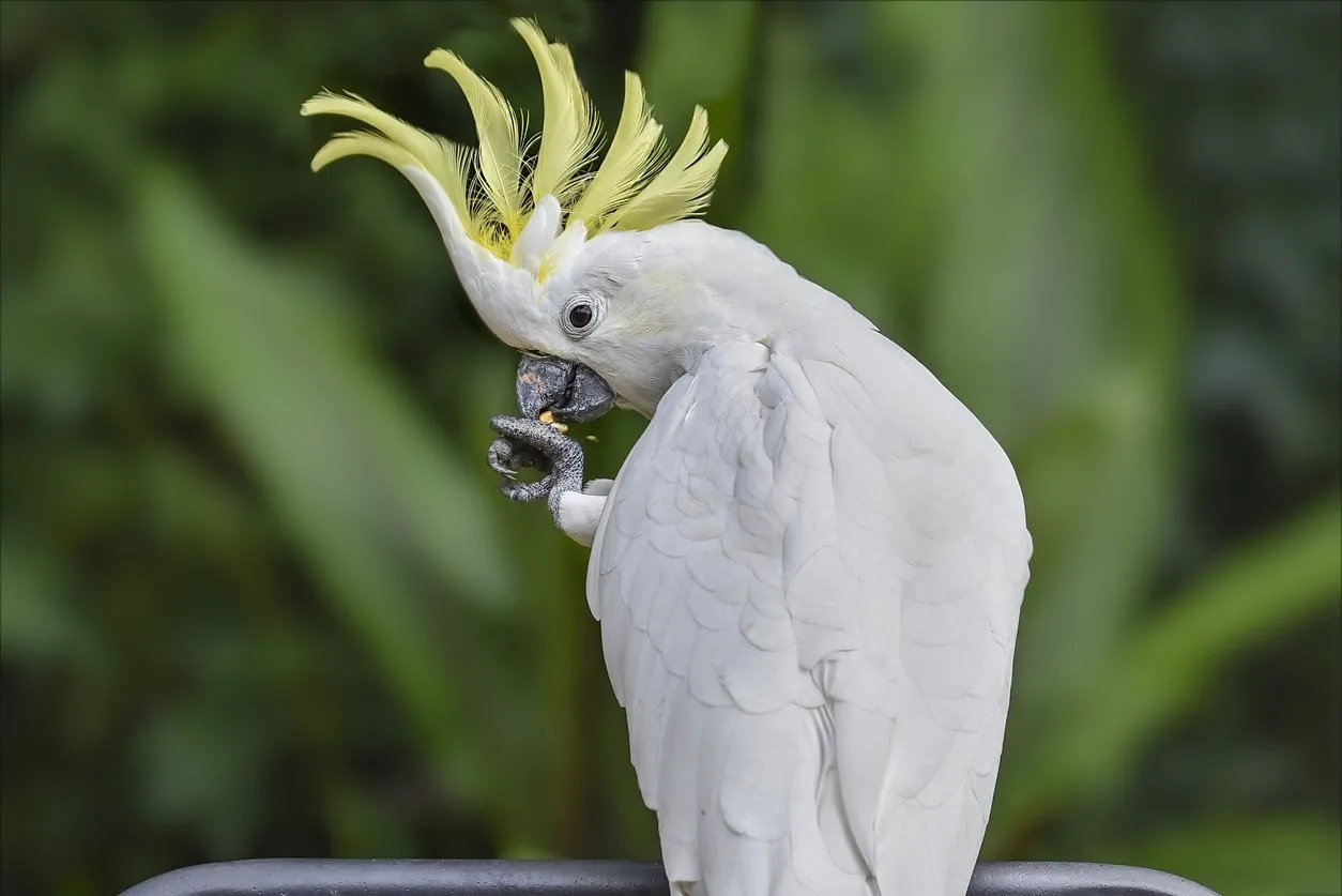 Sultan Papağanı Bakımı ve Özellikleri | Petzz Blog