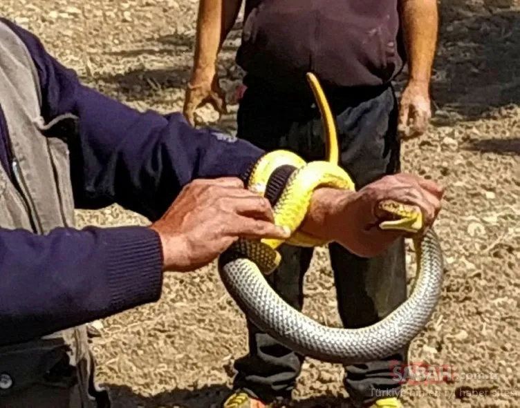 Eliyle yakaladığı 1.5 metre boyundaki yılanla oynadı