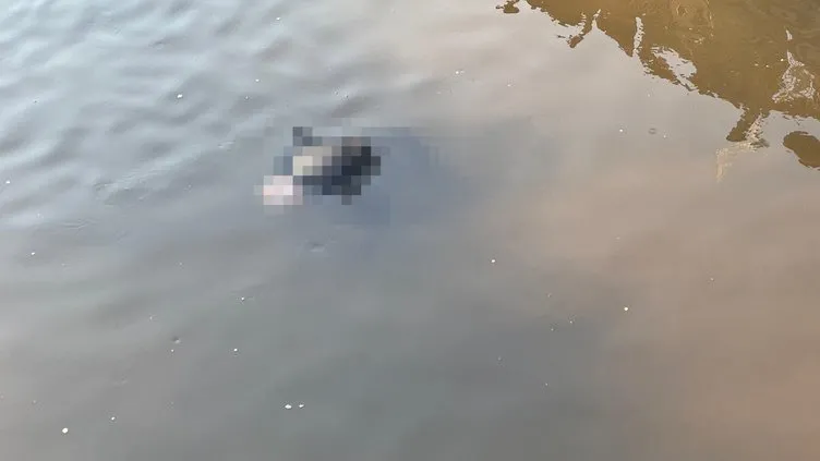 Yeşilırmak’ta esrarengiz ceset! Sürüklenerek mi geldi?