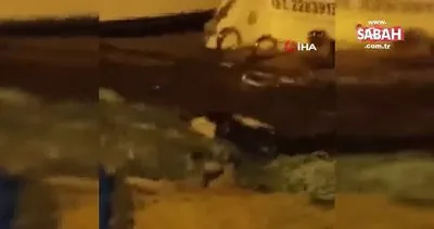 Nesli tükenmekte olan su samuru Silivri’de görüntülendi | Video
