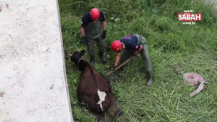 Bataklığa saplanan inek kurtarıldı | Video