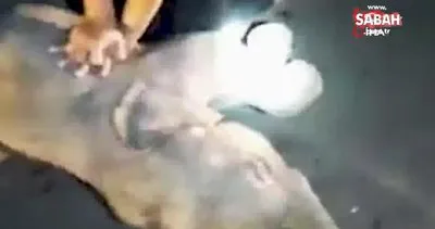 Tayland’da motosikletin çarptığı yavru fil, kalp masajı ile hayata tutundu | Video