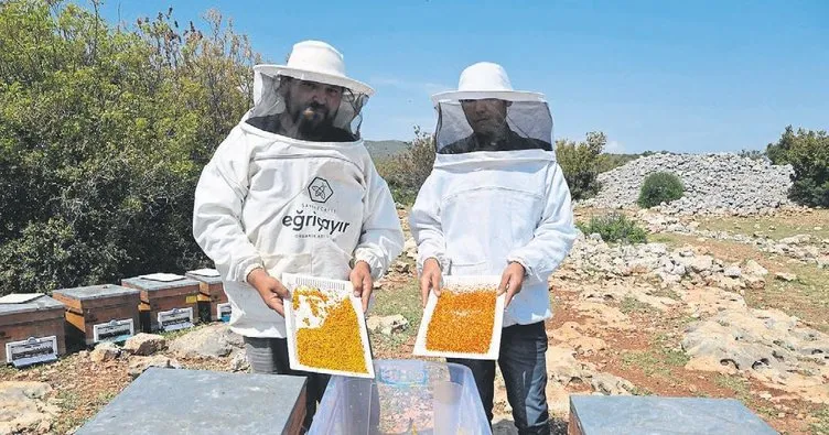Arıcılar polen hasadını sürdürüyor