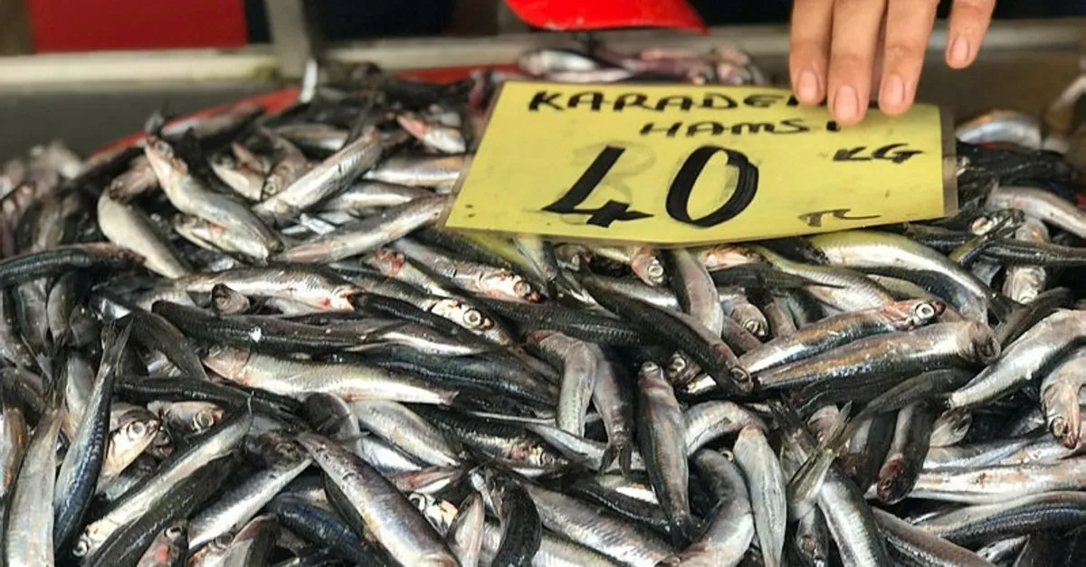 Balik Halinde Hamsinin Kilosu 40 Tl Son Dakika Haberler