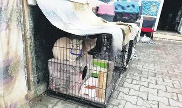 Petshop’tan 19 hayvan kurtarıldı