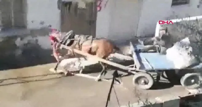 Adana’da pitbull dehşeti kamerada! Ağzına saldırıp kanlar içinde bıraktı