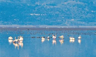 Marmara Gölü’nden göç zamanı