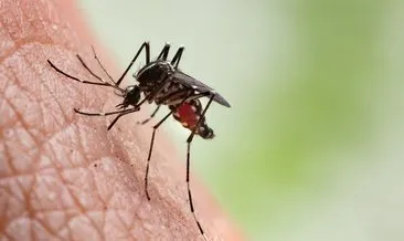 Sivrisinekler en çok bu kan grubunu seviyor! Kanınızı emen bu canlılardan kurtulmak için…