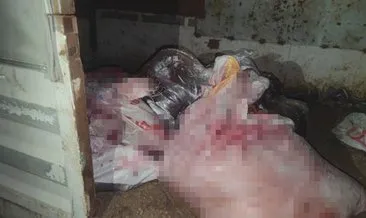 İstanbul’da mide bulandıran görüntü: Kamyonet dolusu at eti çıktı!