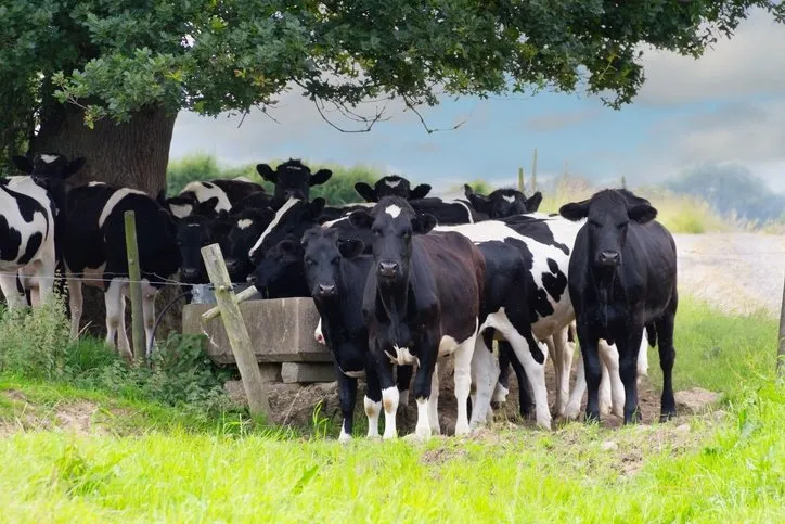 İnekleri zebra gibi boyadılar! Nedenini duyunca çok şaşıracaksınız…