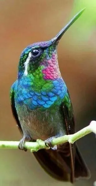 Doğanın en güzel renklerine sahip kuşlar