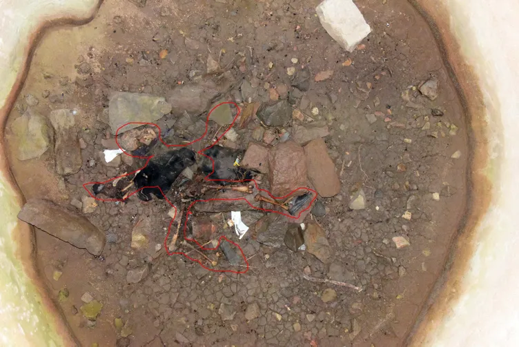 Son dakika | 21 yıllık kadın cinayeti çözüldü; Katil çoban çıktı!