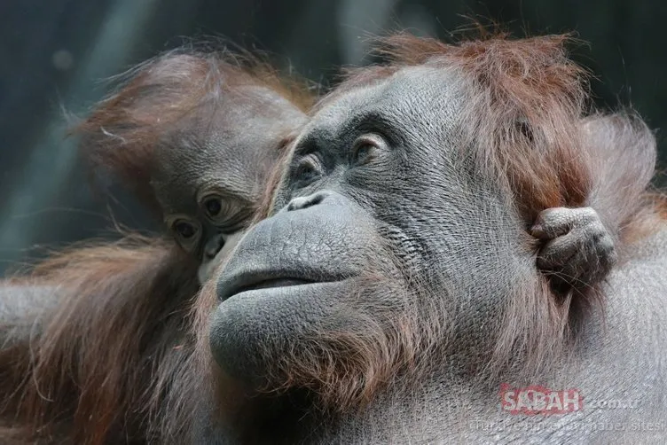 Annesinin üçüncü yavrusu orangutan Java, gazetecilere böyle poz verdi