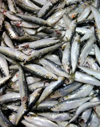 Mutluluğun sırrı sardalye balığı