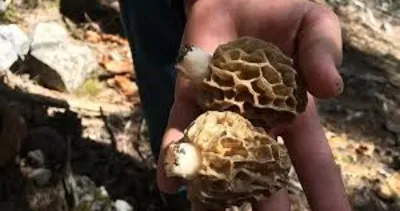 Toroslar’da mesai başladı! Çok nadir bulunuyor, kilosu 1.500 lira