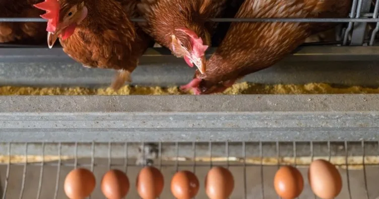 En çok yumurta veren tavuk cinsleri nelerdir? Yumurta tavuğu cinsleri, ırkları ve fiyatları