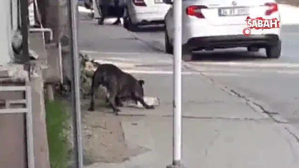 bursa da pitbull dehseti kamerada video