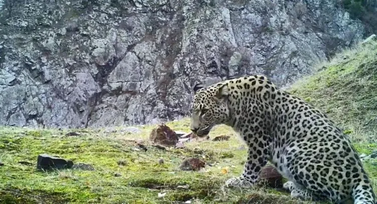 Bu hayvanı avlamanın cezası tam 30 milyon TL