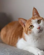 Kedi sahipleri dikkat! Bu hareketin sebebi düşündüğünüzden farklı