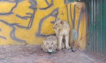 Gaziantep’te aslanlara yoğun ilgi